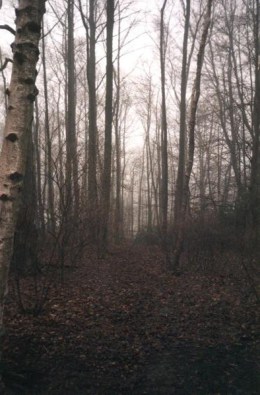 woodedpath2